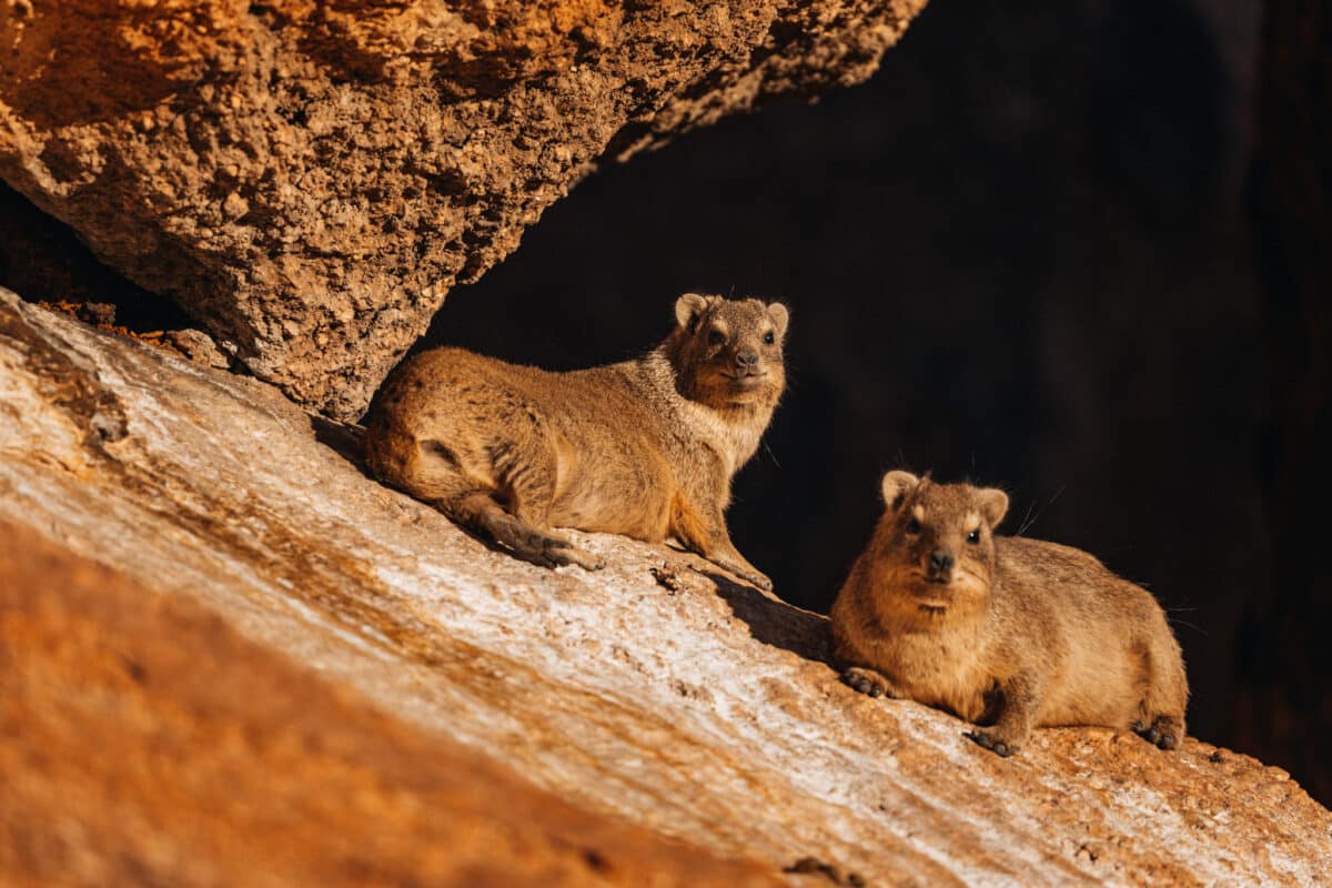 Animaux sauvages adaptés à la vie dans le désert namibien