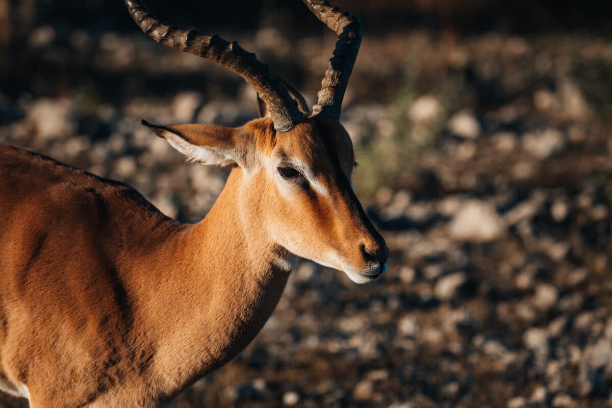 Profil d'une antilope dans la brousse namibienne
