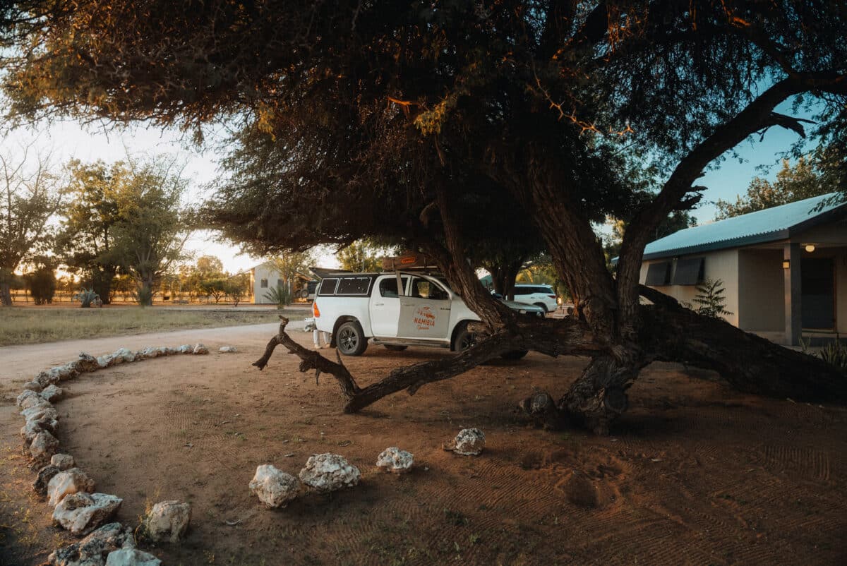 Grand arbre penché au-dessus d'un campement avec 4×4