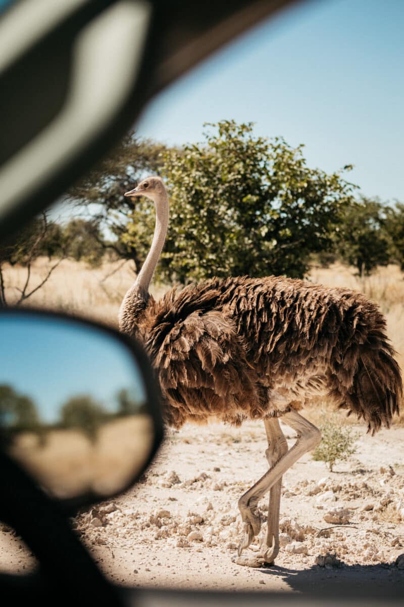 Autruche observée depuis le 4x4 en safari libre