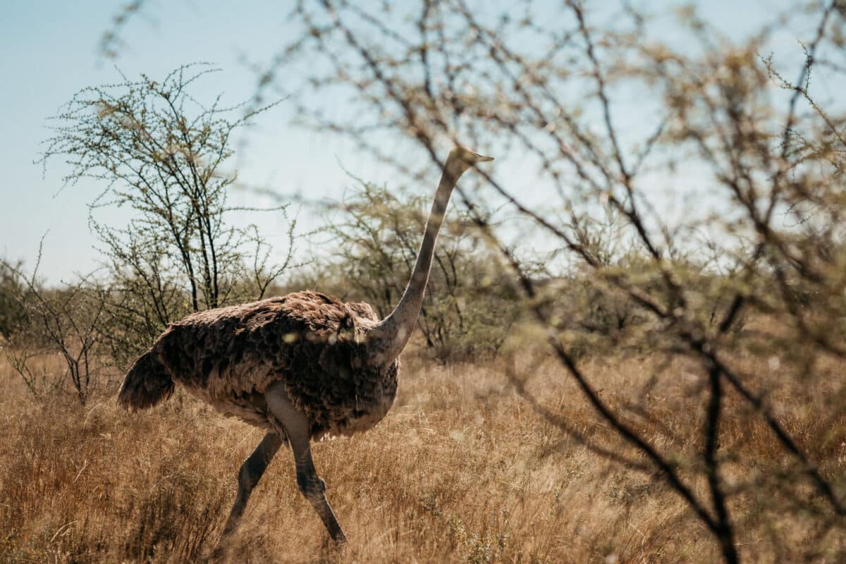 Autruche marchant dans la savane parmi les arbustes
