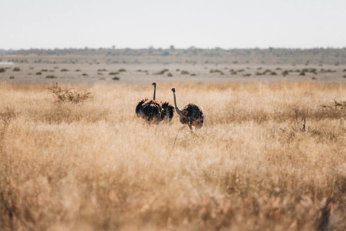 Autruches dans la plaine herbeuse du parc d'Etosha