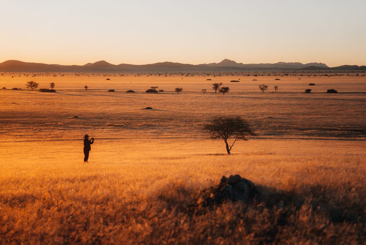 Silhouette d'acacia dans la savane au coucher du soleil en Namibie