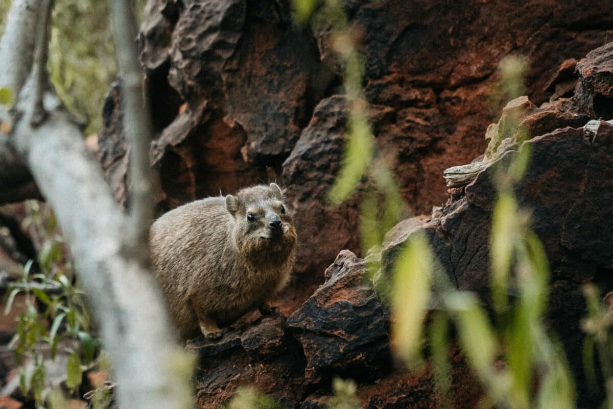 Daman posé sur un rocher en Namibie