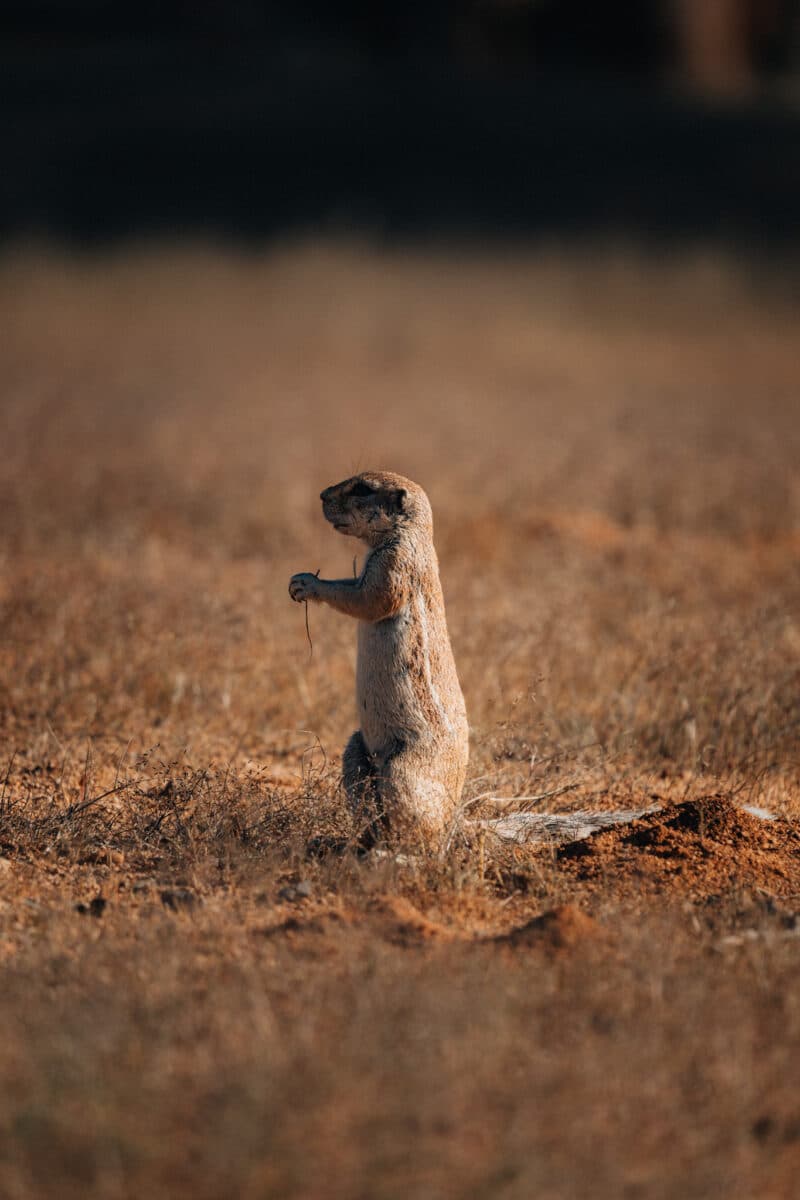 Écureuil terrestre debout sur le sol en Namibie