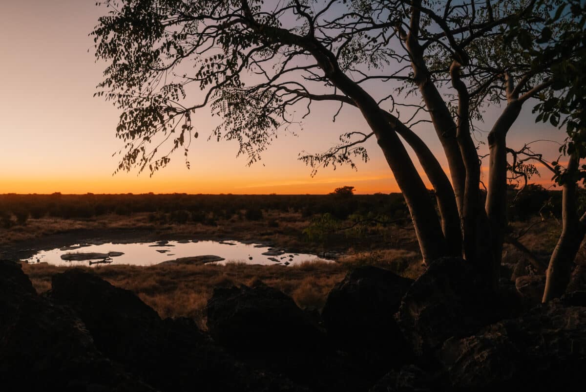 Coucher de soleil sur la savane du parc national d'Etosha en Namibie