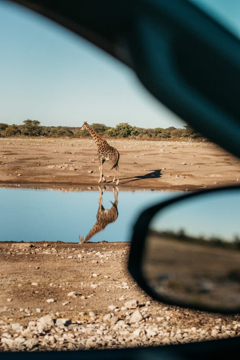 Girafe observée depuis le 4×4 lors d'un safari en Namibie