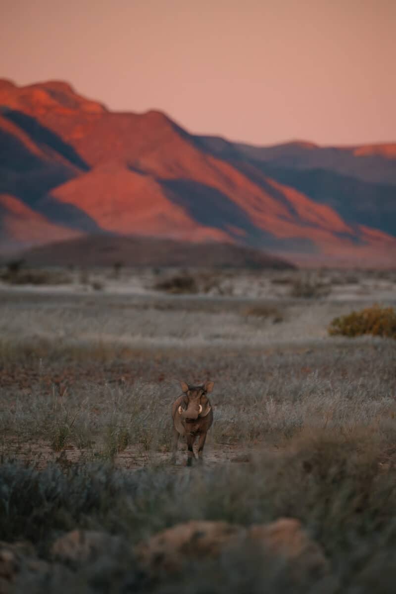 Animaux sauvages dans leur milieu naturel en Namibie