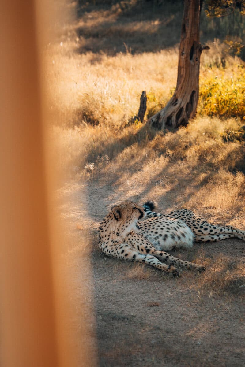 Guépard allongé au pied d'un arbre dans la brousse de Namibie