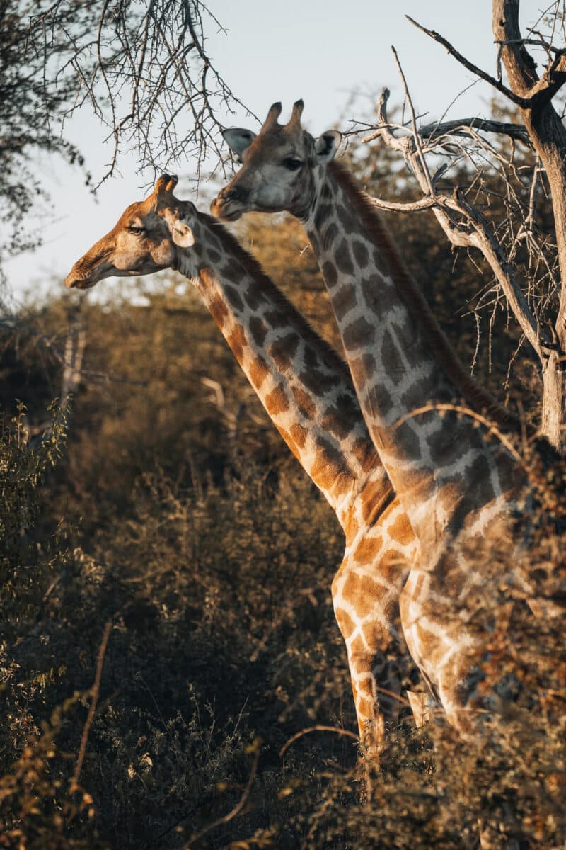 Têtes et cous de girafes parmi les branches en Namibie