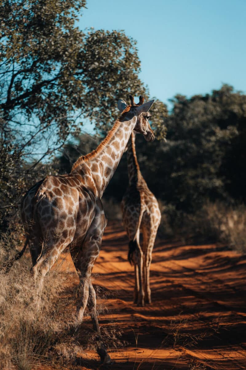 Girafes observées de près lors d'un safari sur le plateau du Waterberg en Namibie