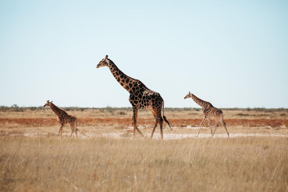 Trois girafes dans la plaine dorée du parc d'Etosha