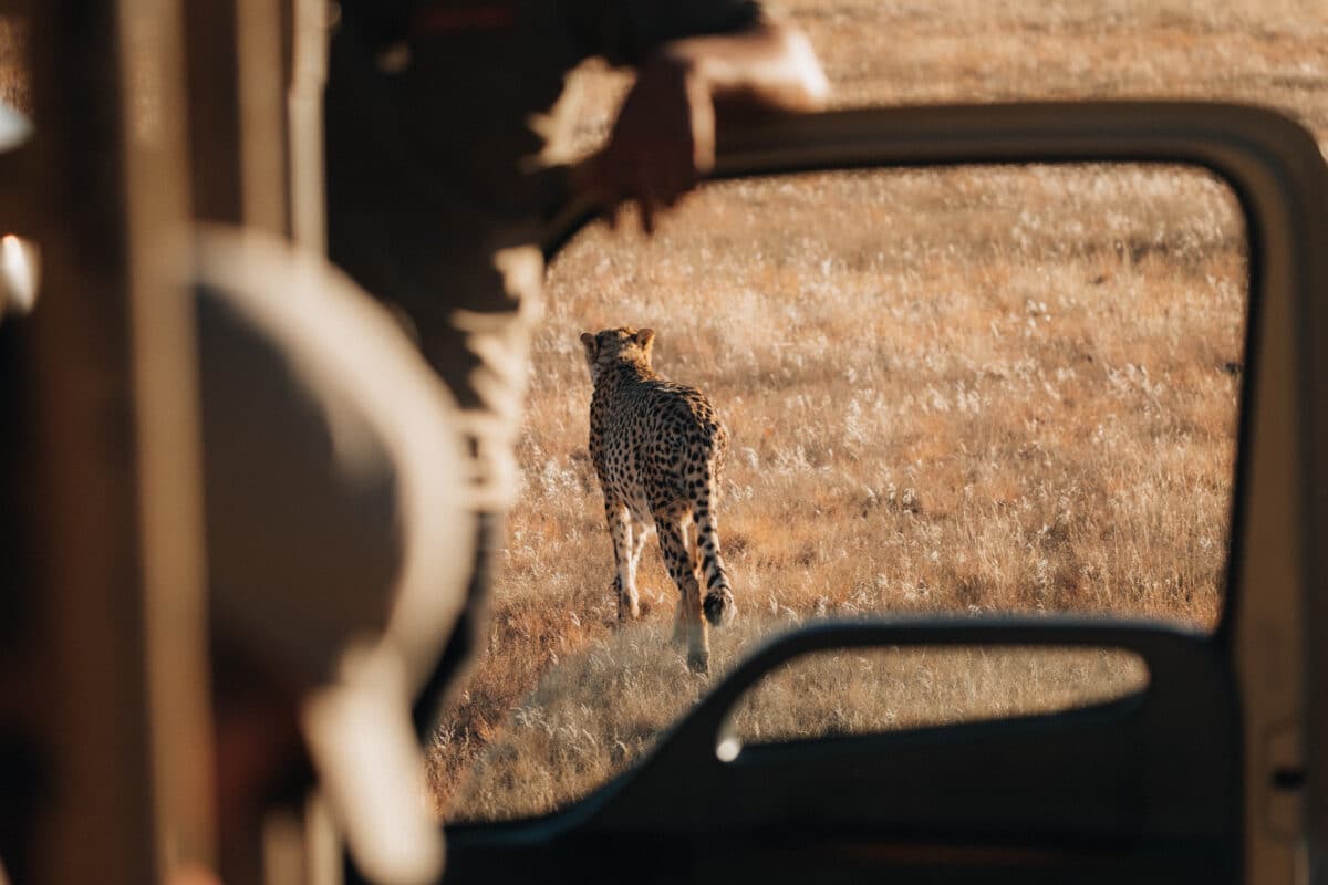Guépard marchant à proximité d'un 4×4 lors d'un safari en Namibie