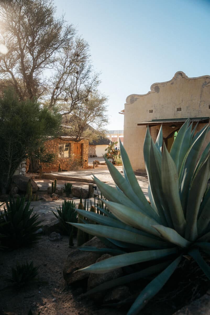 Agaves et cactus géants devant un bâtiment dans le désert à Solitaire en Namibie