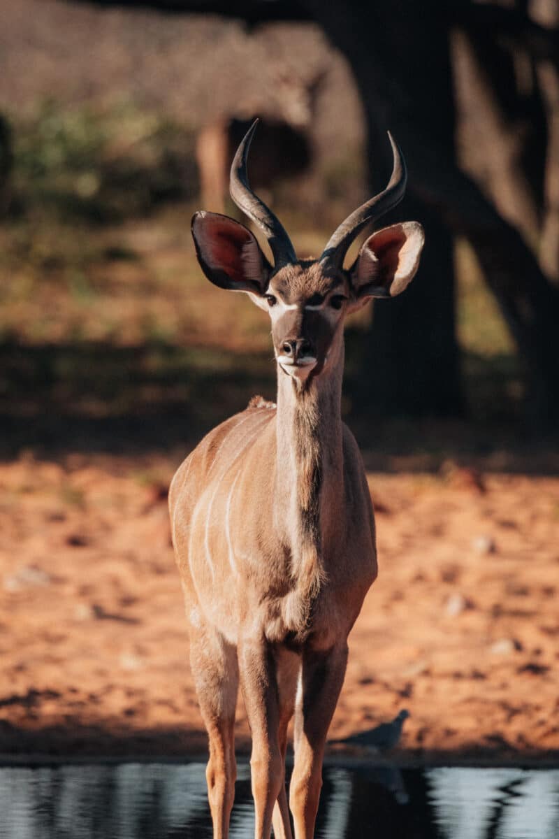 Antilope koudou mâle aux longues cornes spiralées en Namibie