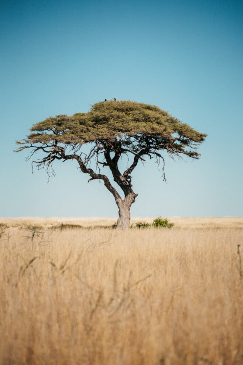 Acacia isolé dans la savane namibienne lors d'un road trip en Namibie