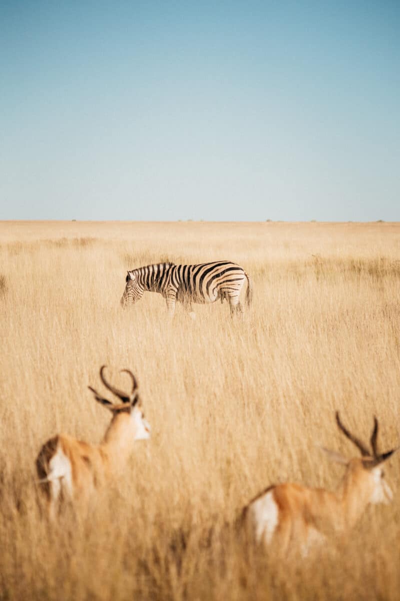Zèbre et springboks dans les herbes dorées de la savane
