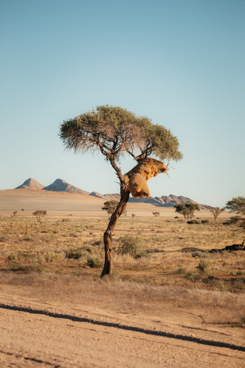 Acacia isolé dans la plaine désertique du Namib