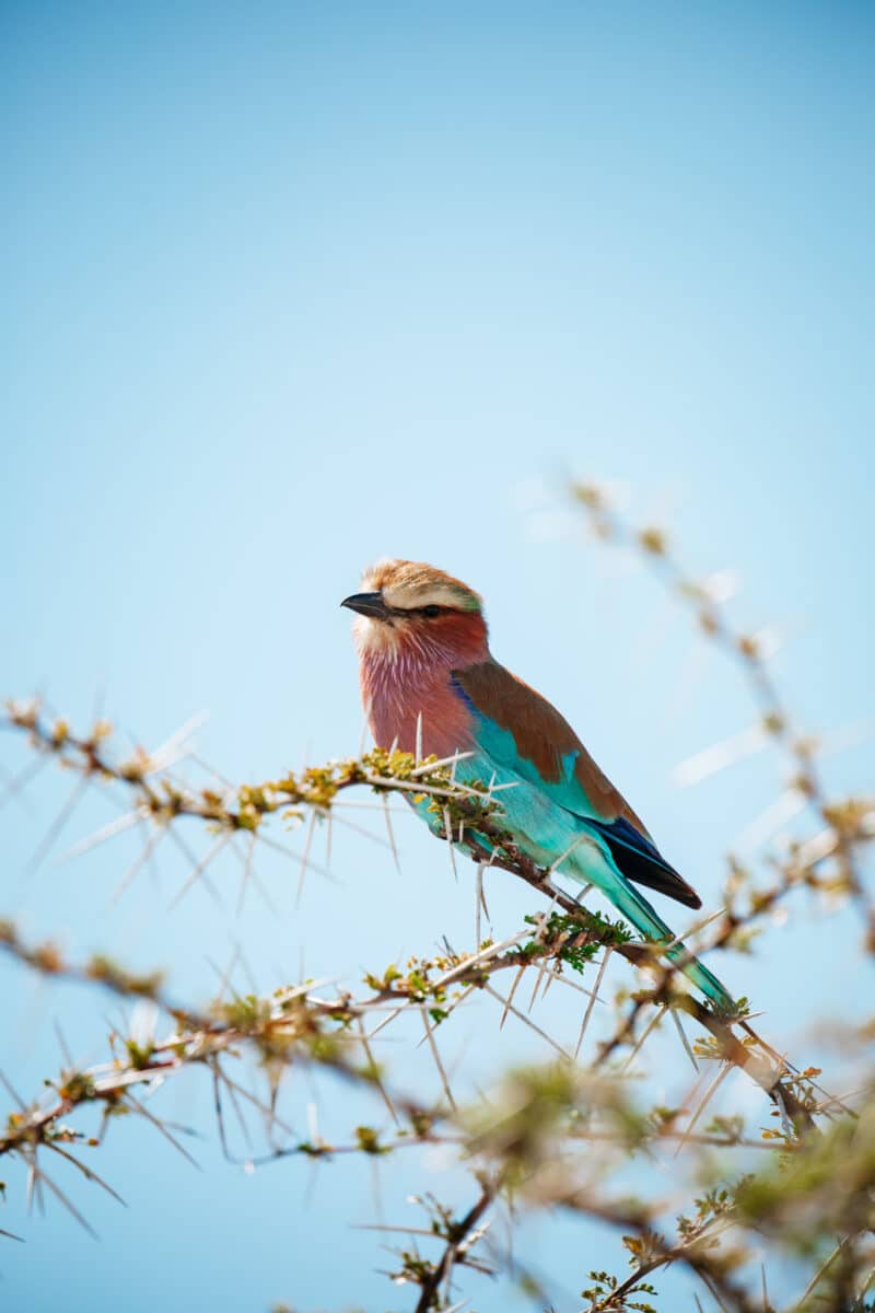 Rollier aux couleurs vives perché sur une branche