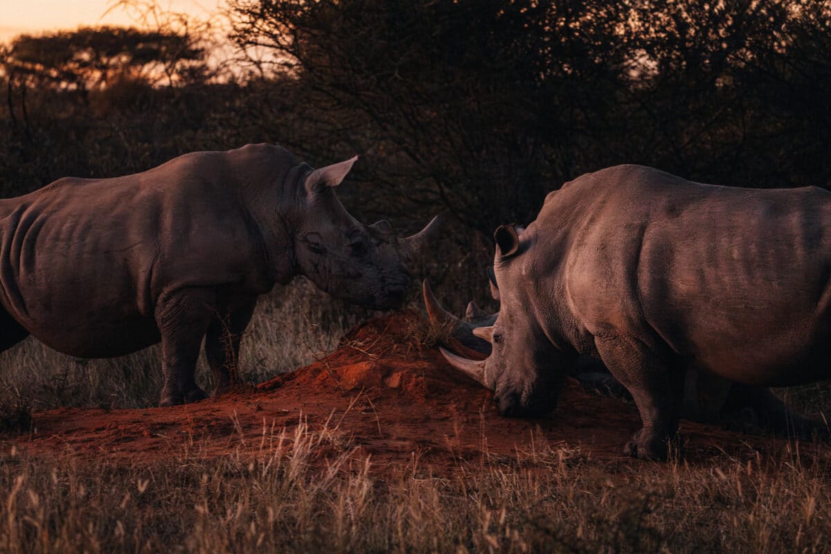 Rhinocéros observé lors d'un safari en Namibie