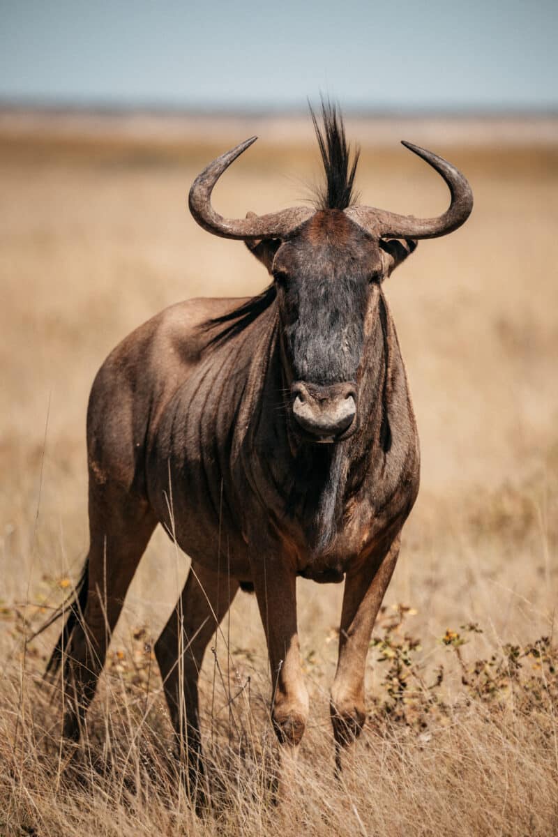 Gnou aux cornes recourbées dans la savane d'Etosha