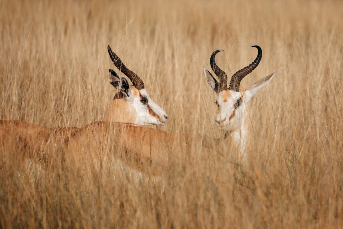 Deux springboks émergeant des hautes herbes en Namibie