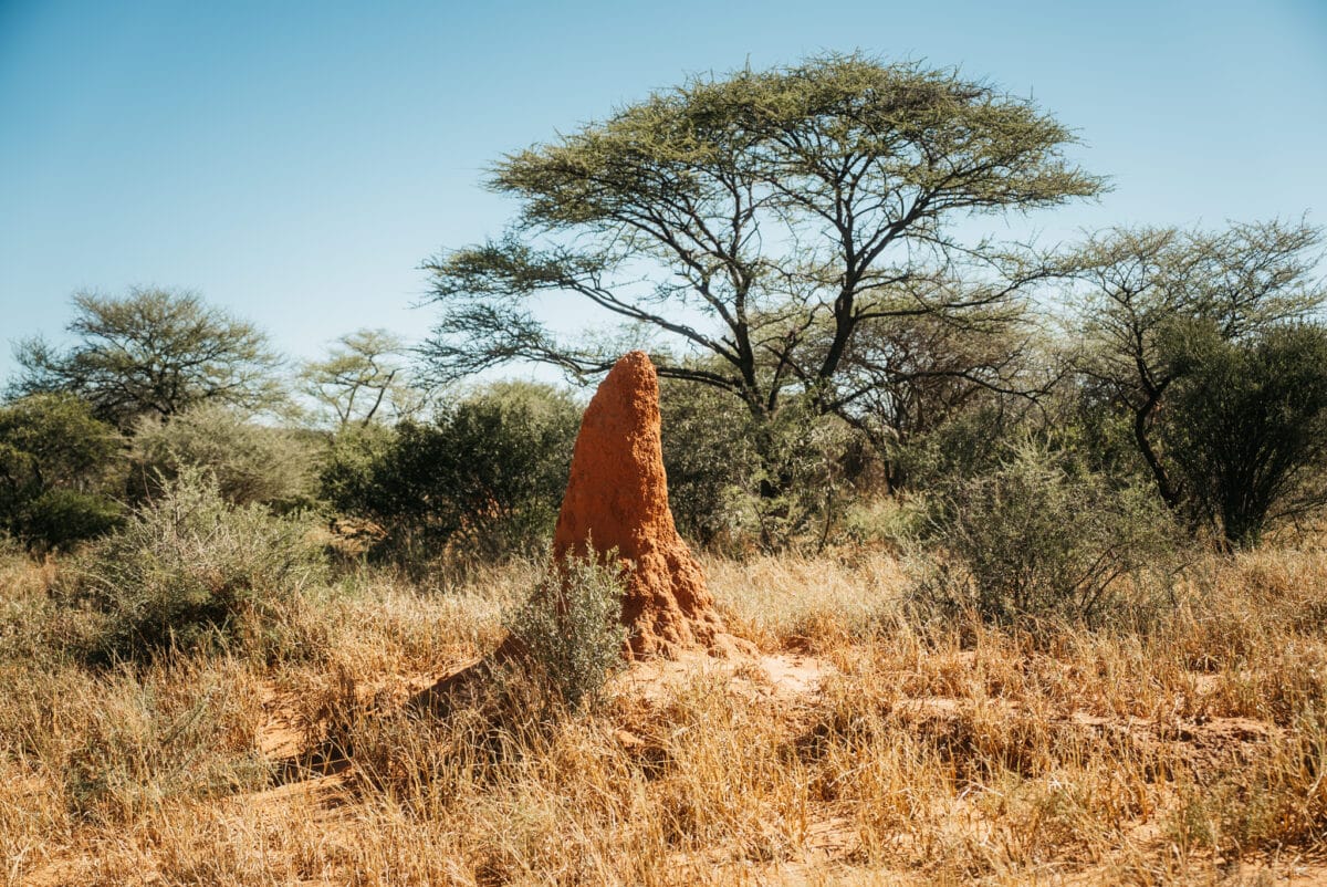 Grande termitière rouge dans la brousse namibienne