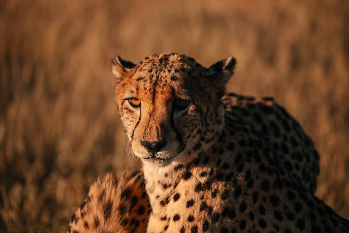 Guépard assis fixant l'objectif dans la brousse namibienne