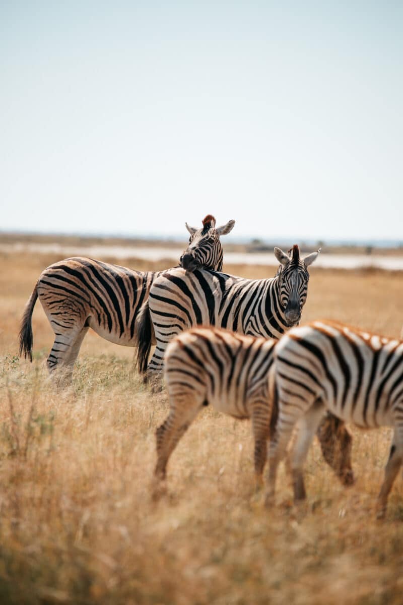 Groupe de zèbres serrés dans la savane d'Etosha