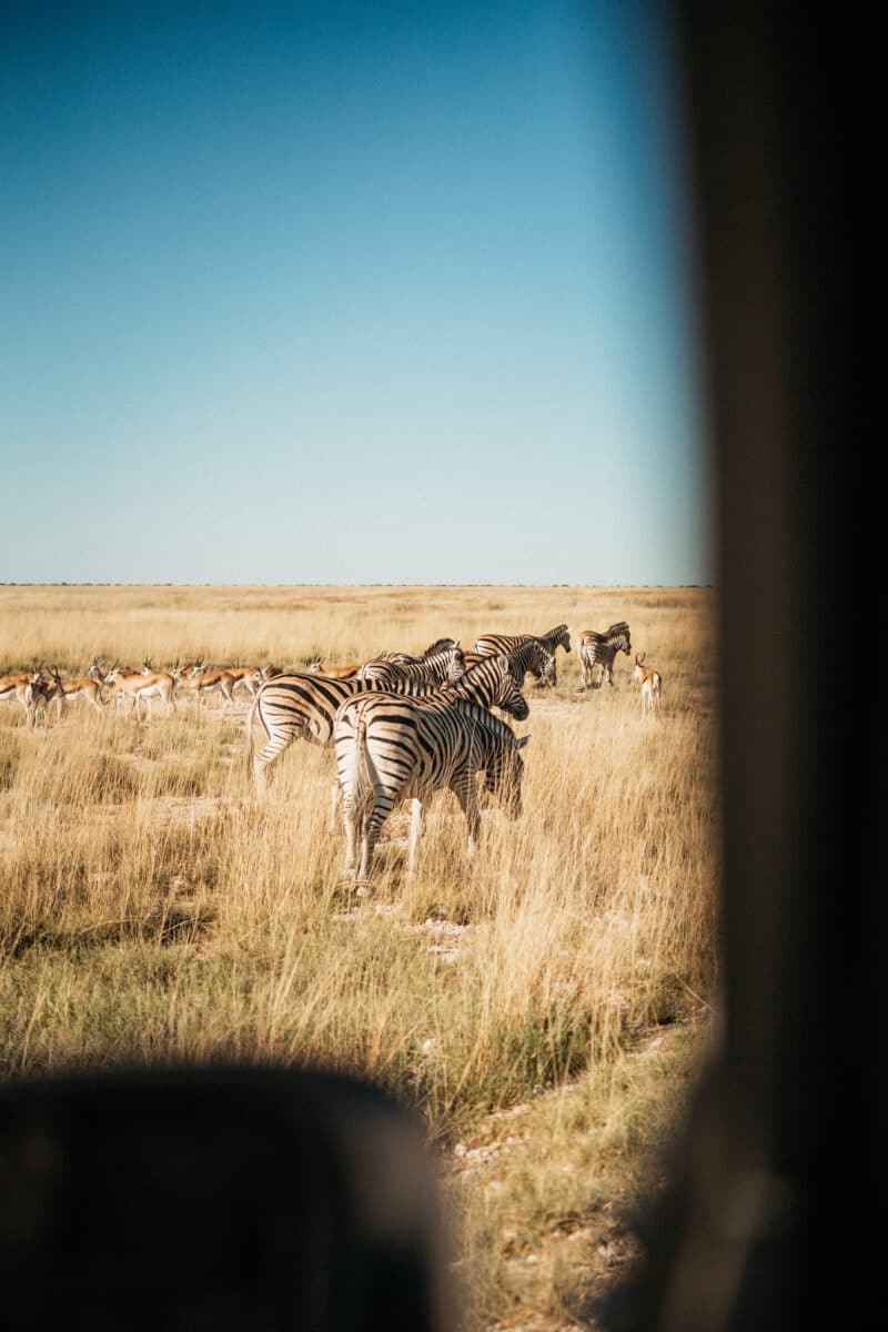 Groupe de zèbres dans la brousse du parc d'Etosha