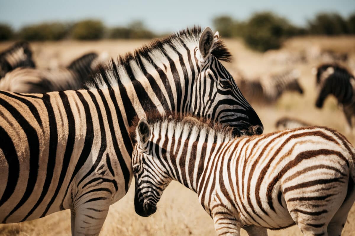 Groupe de zèbres serrés dans la savane d'Etosha