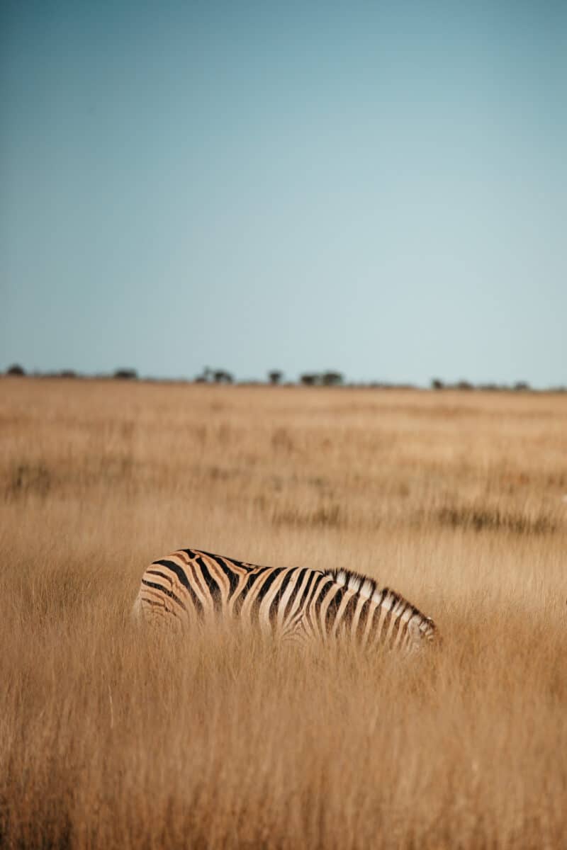 Zèbre dissimulé dans les herbes dorées de la savane