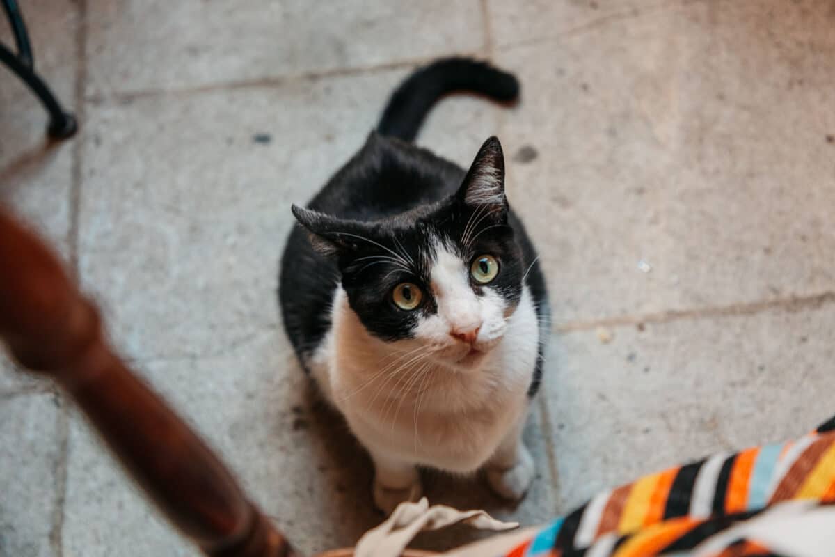Chat dans un restaurant de la vieille ville de Bonifacio