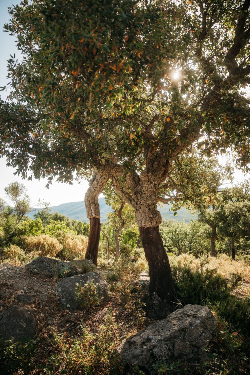Forêt de chênes-lièges traversée en road trip dans le nord-est de l'Espagne