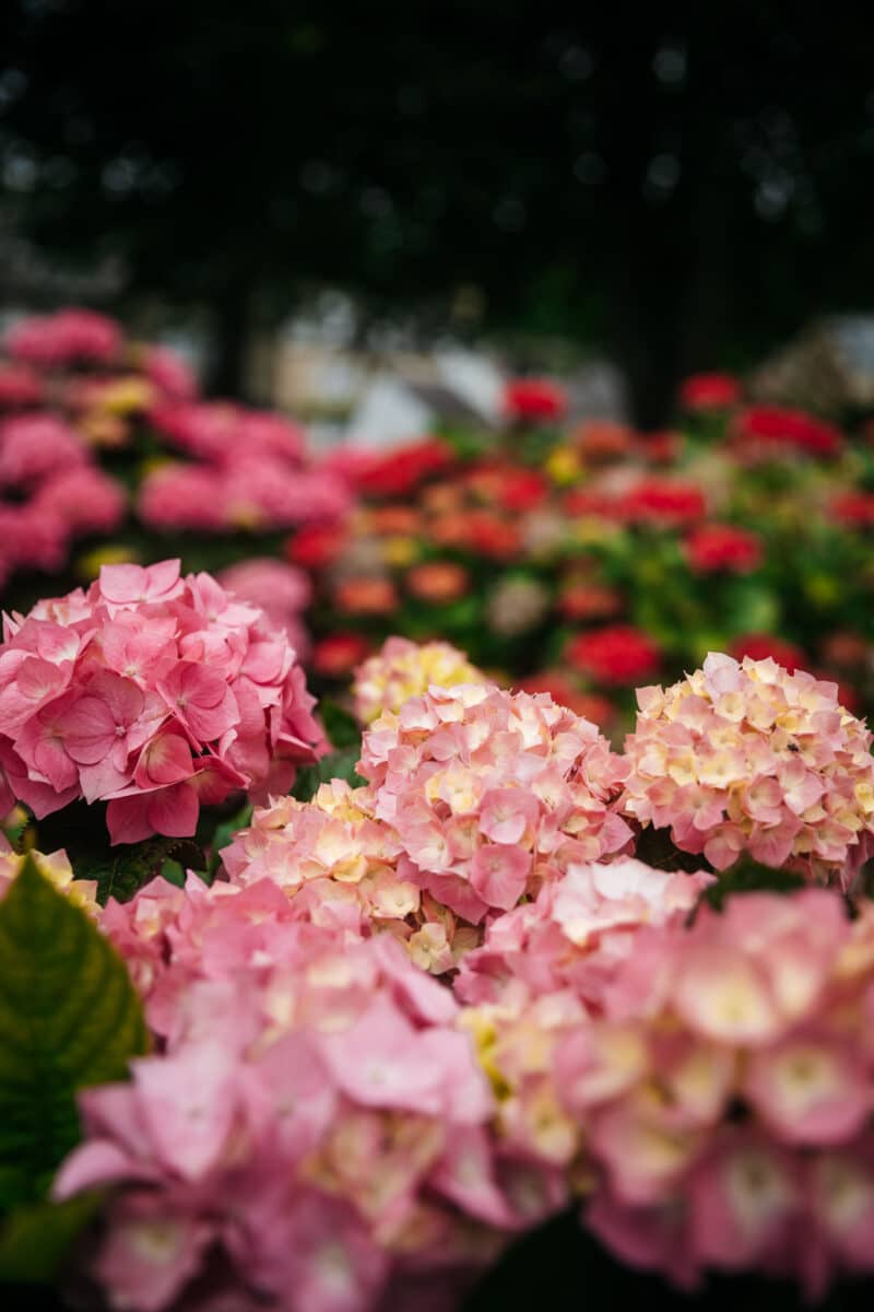 Hortensias en fleurs devant une maison de pierre dans les Cornouailles
