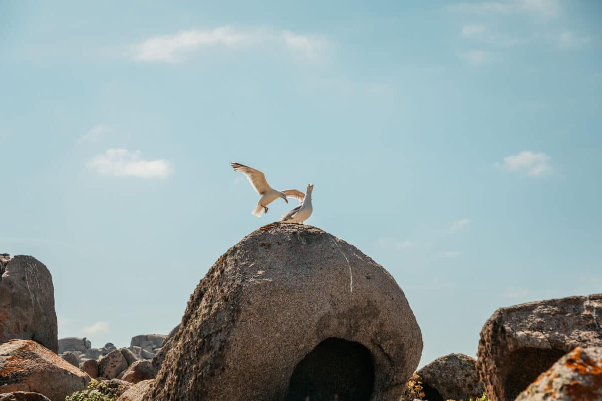 Oiseaux marins nichant dans les rochers de la réserve naturelle des îles Lavezzi