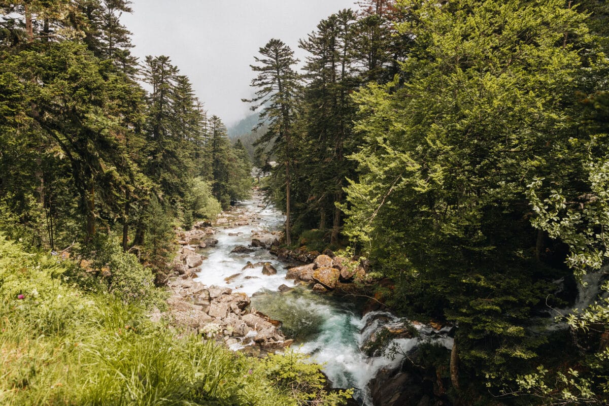 Torrent et forêt de sapins au site du pont d'Espagne dans la vallée de Cauterets