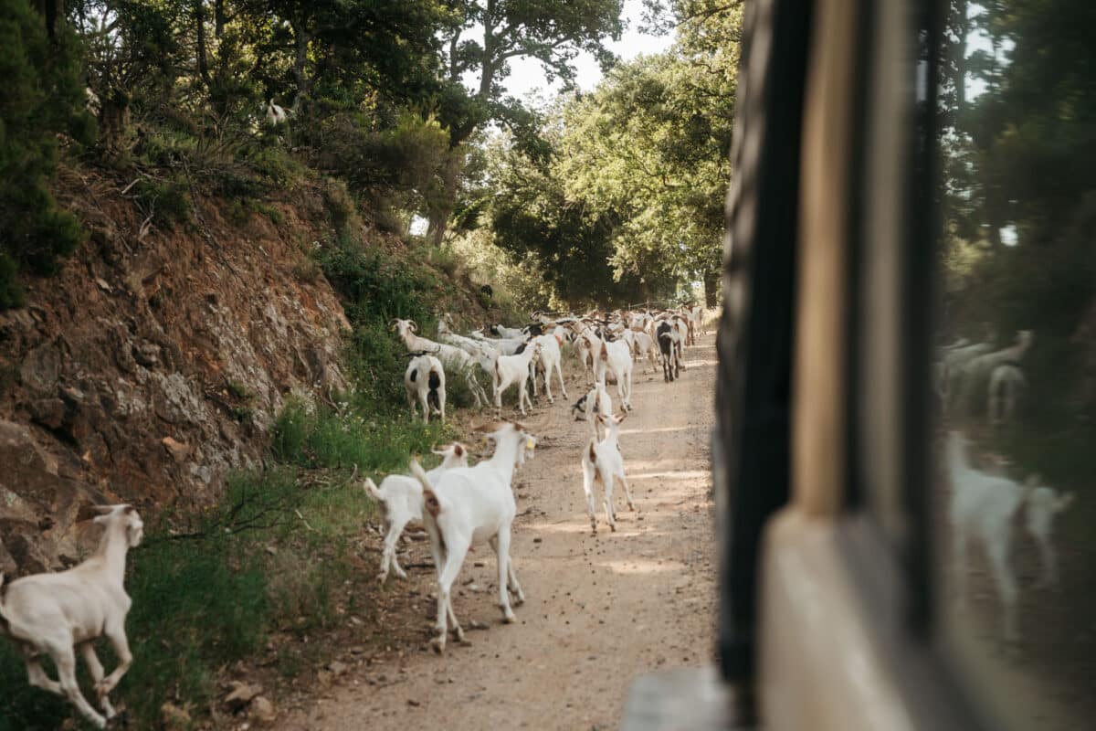 Sur les pistes on croise de nombreux animaux dans les Pyrénées de Catalogne