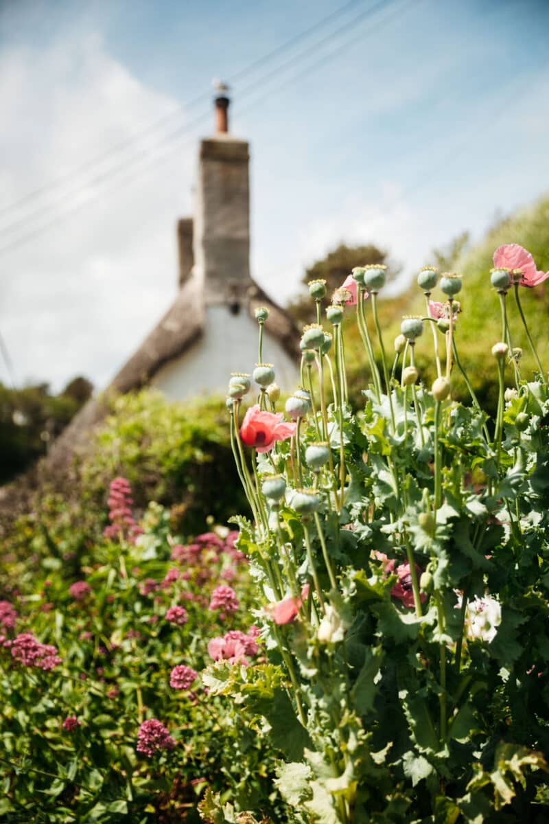 Cottage au toit de chaume dans le village de Cadgwith en Cornouailles
