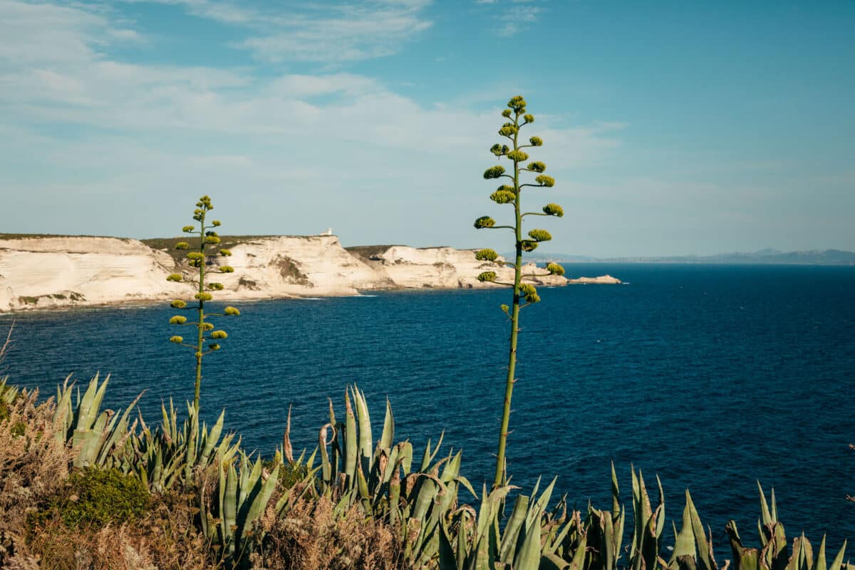 Falaises blanches et mer turquoise de Bonifacio, destination de vacances en Corse