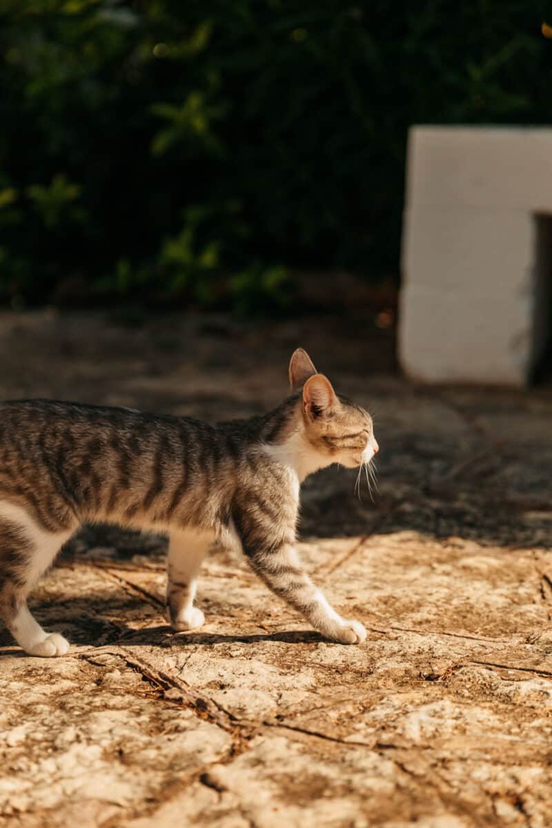 Chat croisé dans une cour typique des Pouilles