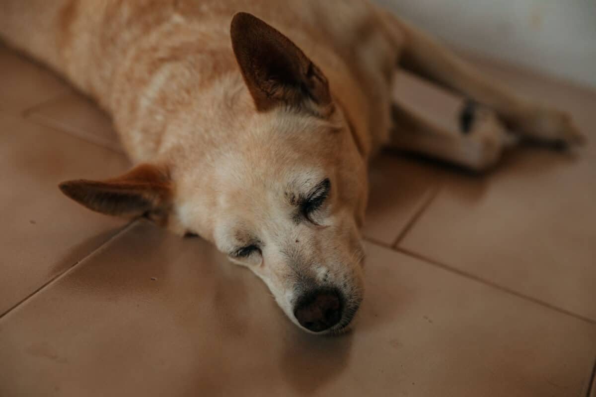 Chien de la masseria croisé pendant le séjour dans les Pouilles