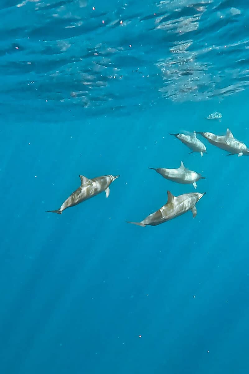 Plusieurs dauphins croisés en mer nageant sous l'eau