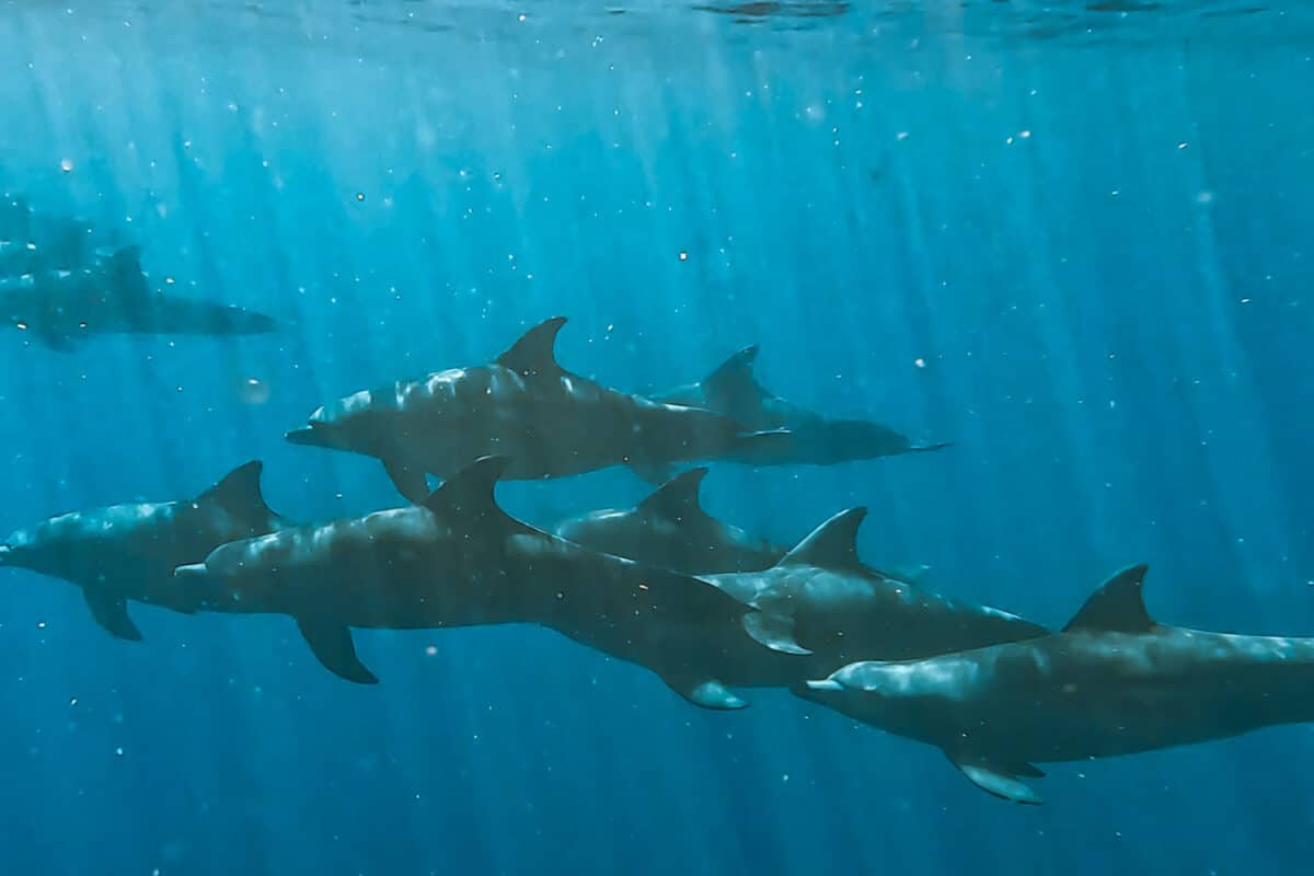 Dauphin photographié sous l’eau pendant une sortie pour nager avec les dauphins à La Réunion
