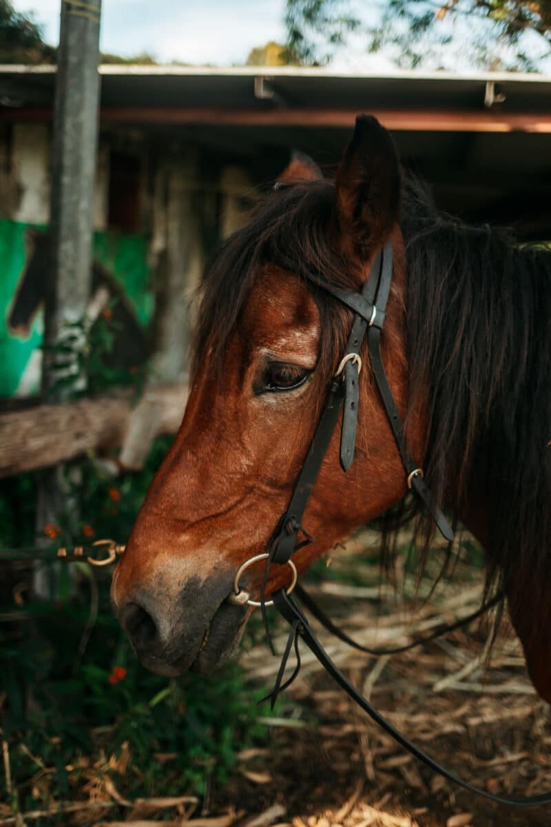 Cheval sur un sentier ombragé et fleuri menant au lac du Grand-Étang, dans l’est de La Réunion